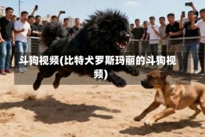 斗狗视频(比特犬罗斯玛丽的斗狗视频)