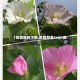 【芙蓉颜色下载,芙蓉颜色txt小说】