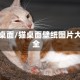 猫桌面/猫桌面壁纸图片大全
