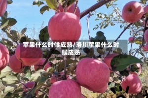 苹果什么时候成熟/洛川苹果什么时候成熟