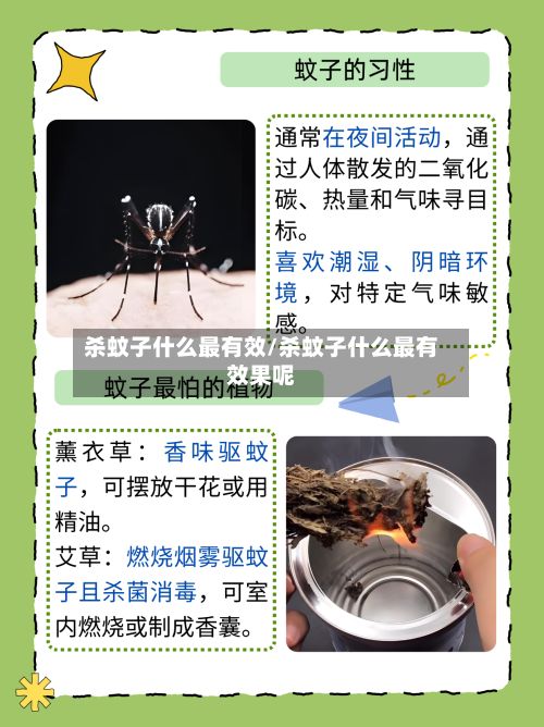 杀蚊子什么最有效/杀蚊子什么最有效果呢-第2张图片