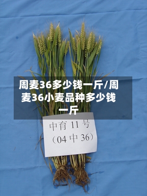 周麦36多少钱一斤/周麦36小麦品种多少钱一斤-第3张图片