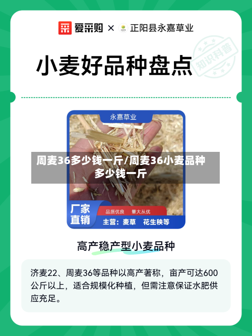 周麦36多少钱一斤/周麦36小麦品种多少钱一斤-第2张图片
