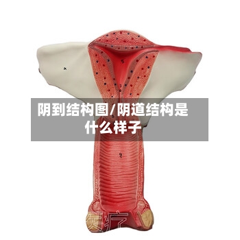 阴到结构图/阴道结构是什么样子-第3张图片
