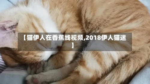 【猫伊人在香蕉线视频,2018伊人猫迷】-第1张图片