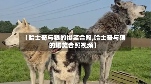 【哈士奇与狼的爆笑合照,哈士奇与狼的爆笑合照视频】-第2张图片