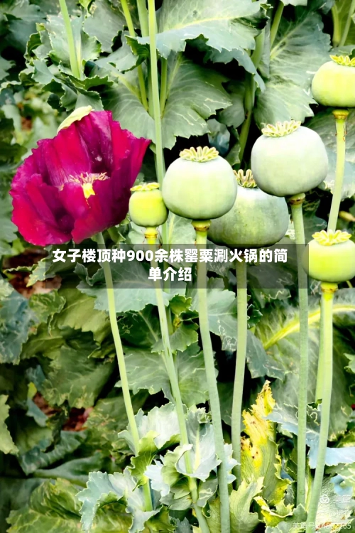 女子楼顶种900余株罂粟涮火锅的简单介绍-第2张图片