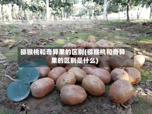 猕猴桃和奇异果的区别(猕猴桃和奇异果的区别是什么)-第1张图片