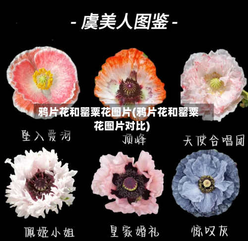 鸦片花和罂粟花图片(鸦片花和罂粟花图片对比)-第2张图片