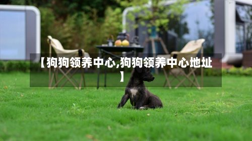 【狗狗领养中心,狗狗领养中心地址】-第1张图片