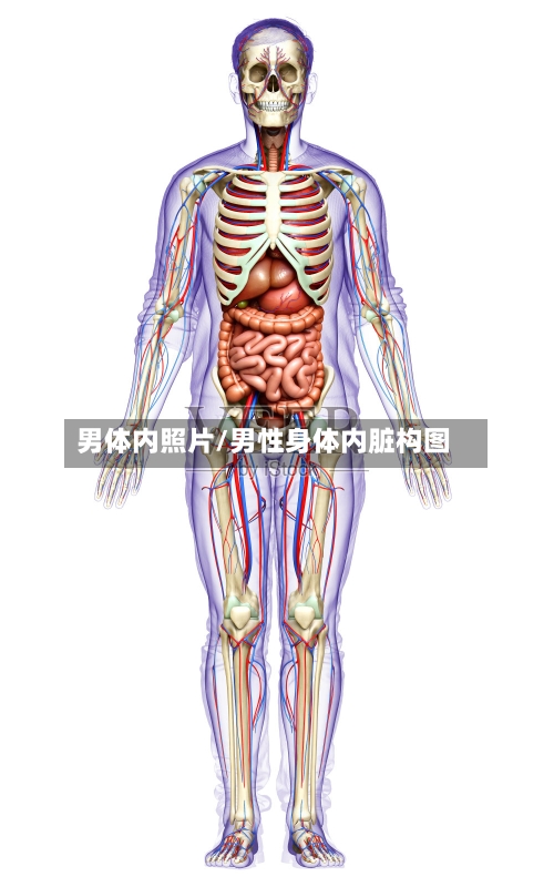 男体内照片/男性身体内脏构图-第1张图片