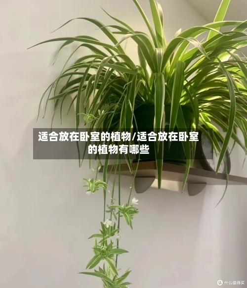 适合放在卧室的植物/适合放在卧室的植物有哪些-第2张图片