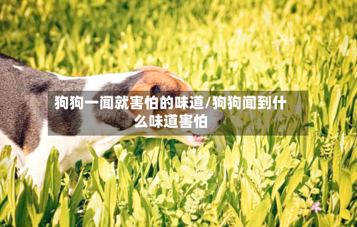 狗狗一闻就害怕的味道/狗狗闻到什么味道害怕-第1张图片