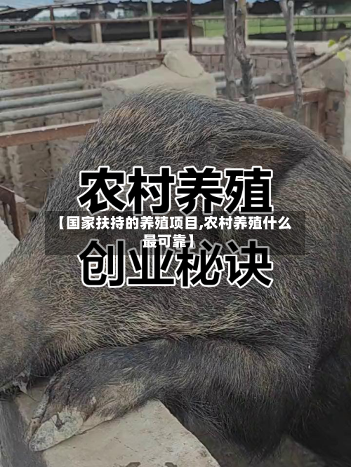 【国家扶持的养殖项目,农村养殖什么最可靠】-第2张图片