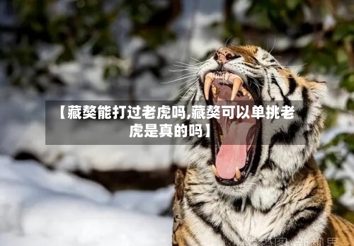 【藏獒能打过老虎吗,藏獒可以单挑老虎是真的吗】-第1张图片