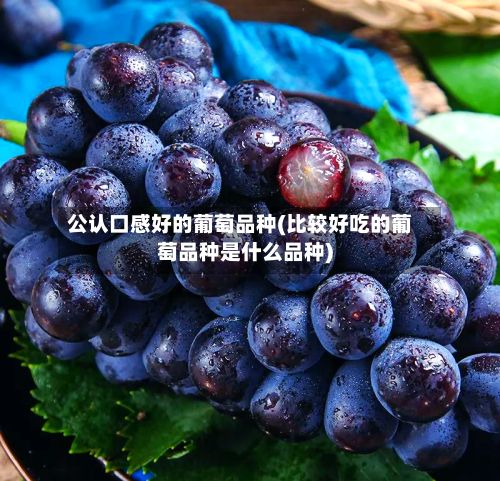 公认口感好的葡萄品种(比较好吃的葡萄品种是什么品种)-第1张图片