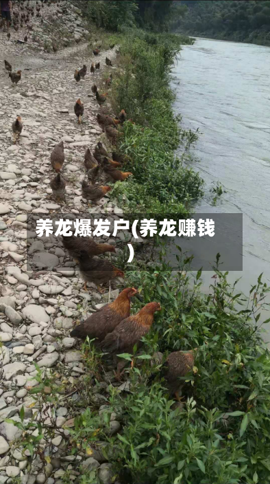 养龙爆发户(养龙赚钱)-第3张图片