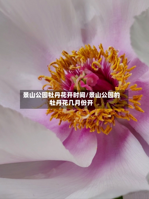 景山公园牡丹花开时间/景山公园的牡丹花几月份开-第1张图片