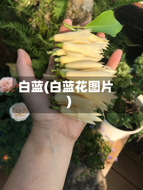 白蓝(白蓝花图片)-第1张图片