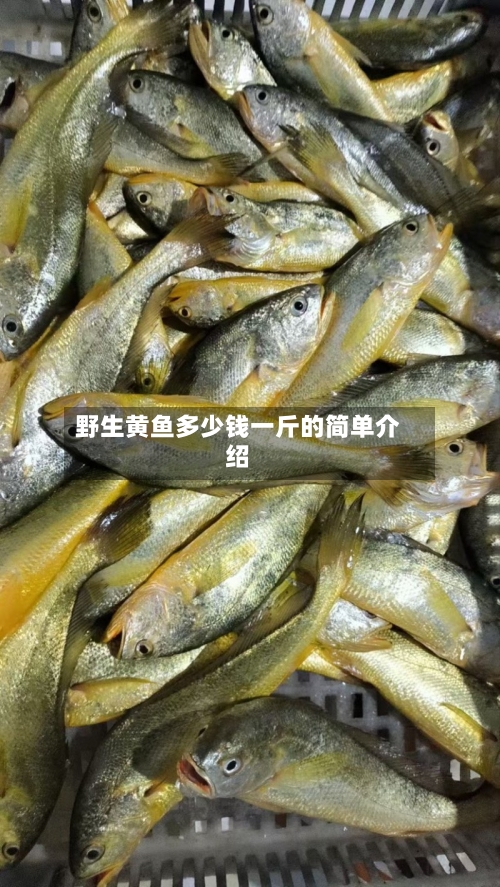 野生黄鱼多少钱一斤的简单介绍-第1张图片