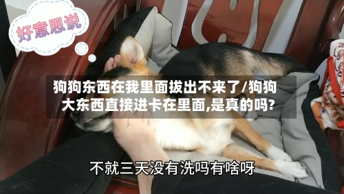狗狗东西在我里面拔出不来了/狗狗大东西直接进卡在里面,是真的吗?-第1张图片