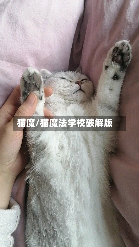猫魔/猫魔法学校破解版-第3张图片