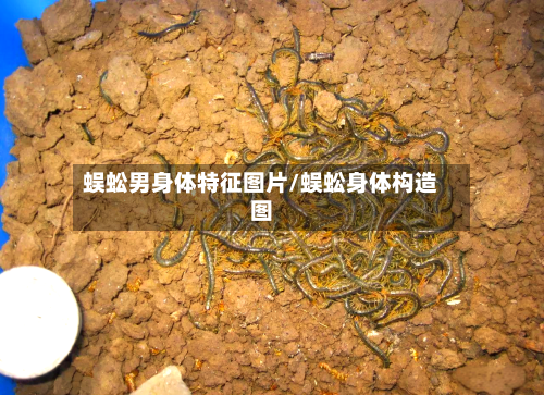 蜈蚣男身体特征图片/蜈蚣身体构造图-第2张图片