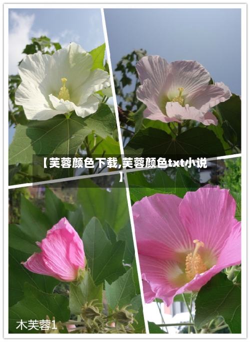【芙蓉颜色下载,芙蓉颜色txt小说】-第1张图片
