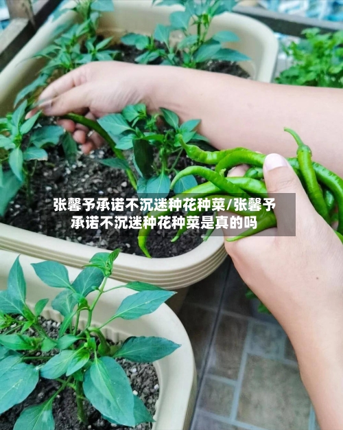 张馨予承诺不沉迷种花种菜/张馨予承诺不沉迷种花种菜是真的吗-第1张图片