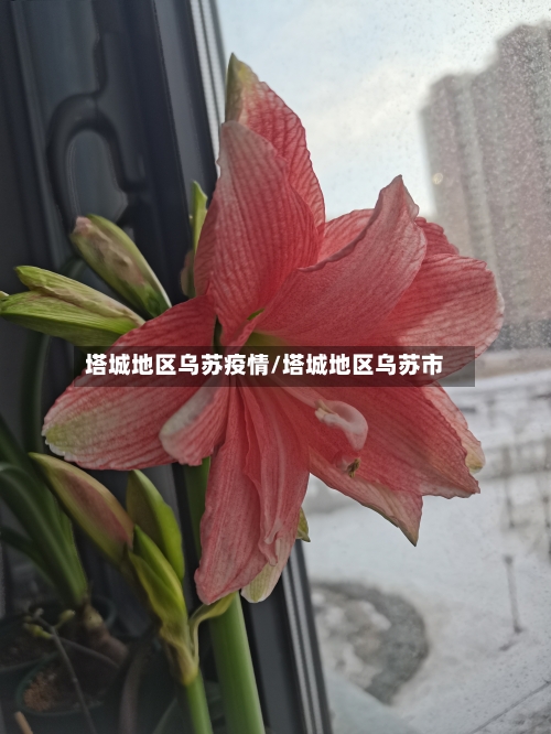 塔城地区乌苏疫情/塔城地区乌苏市-第2张图片