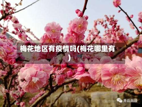 梅花地区有疫情吗(梅花哪里有)-第2张图片